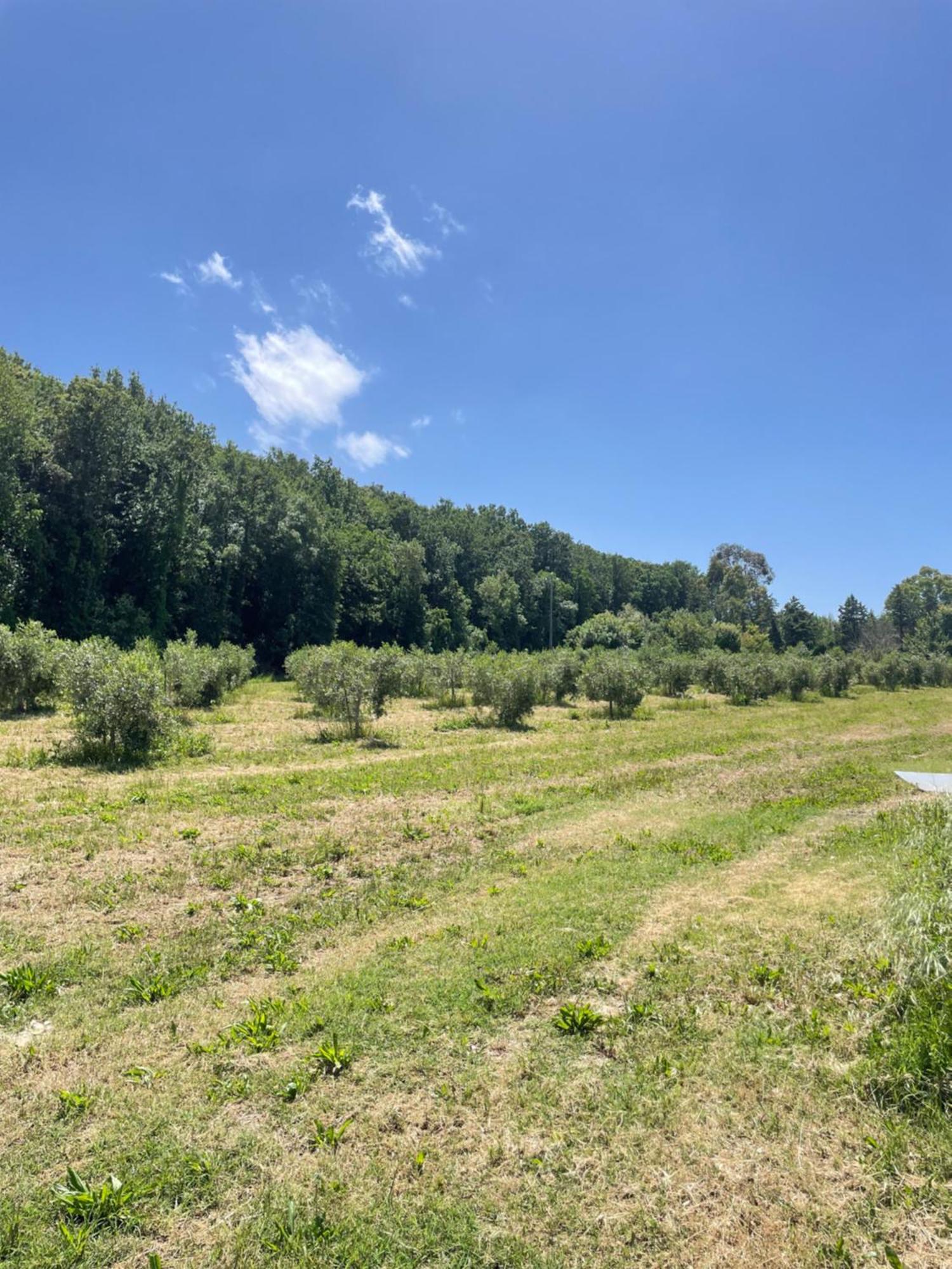 Il Leccio Agriturismo Fiorino 外观 照片