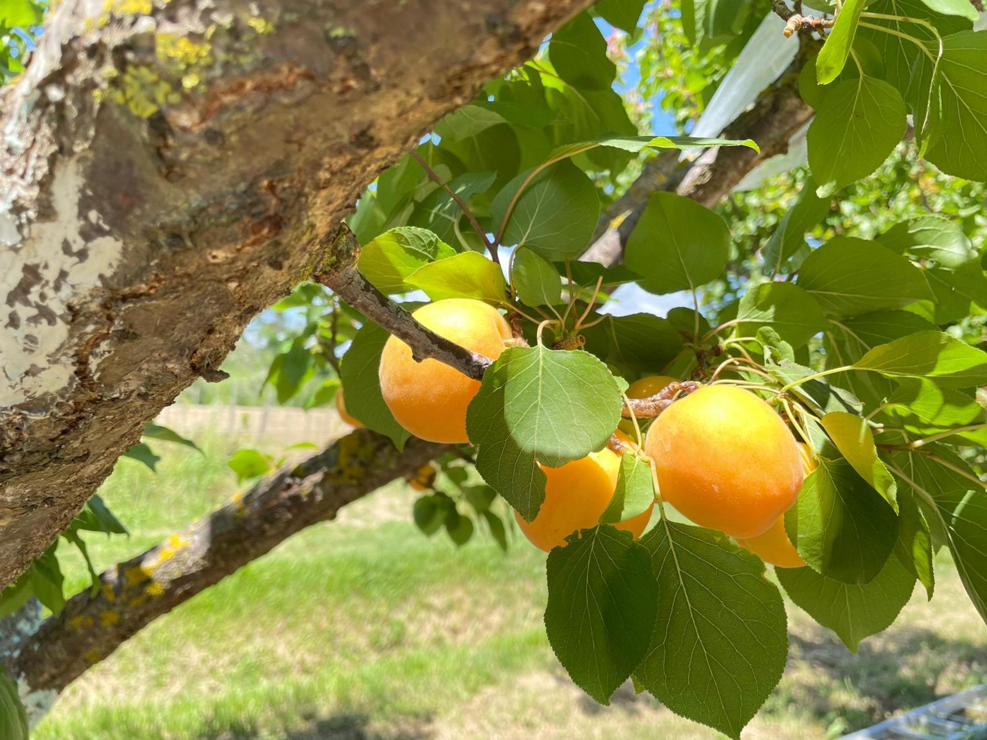 Il Leccio Agriturismo Fiorino 外观 照片