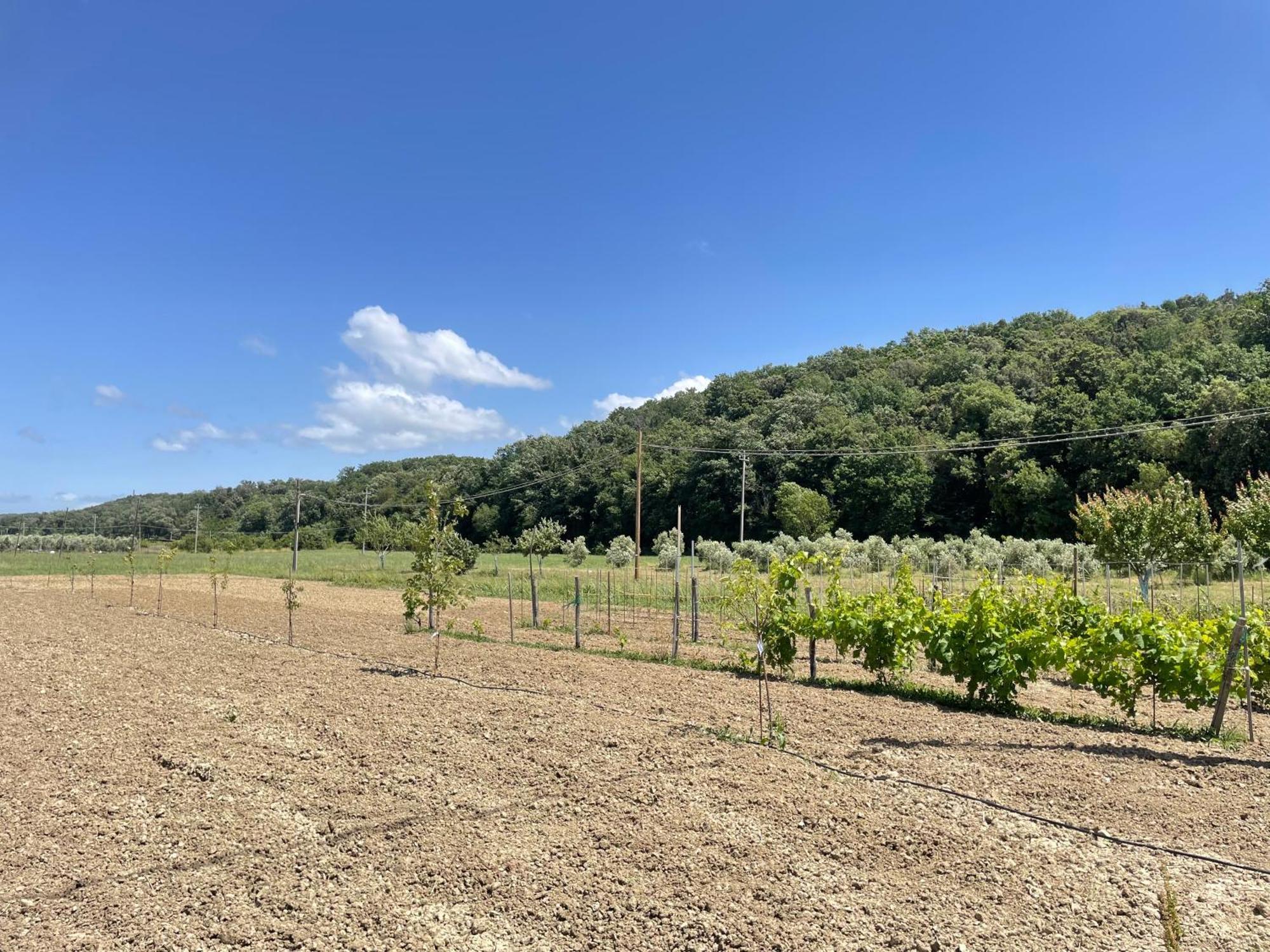 Il Leccio Agriturismo Fiorino 外观 照片
