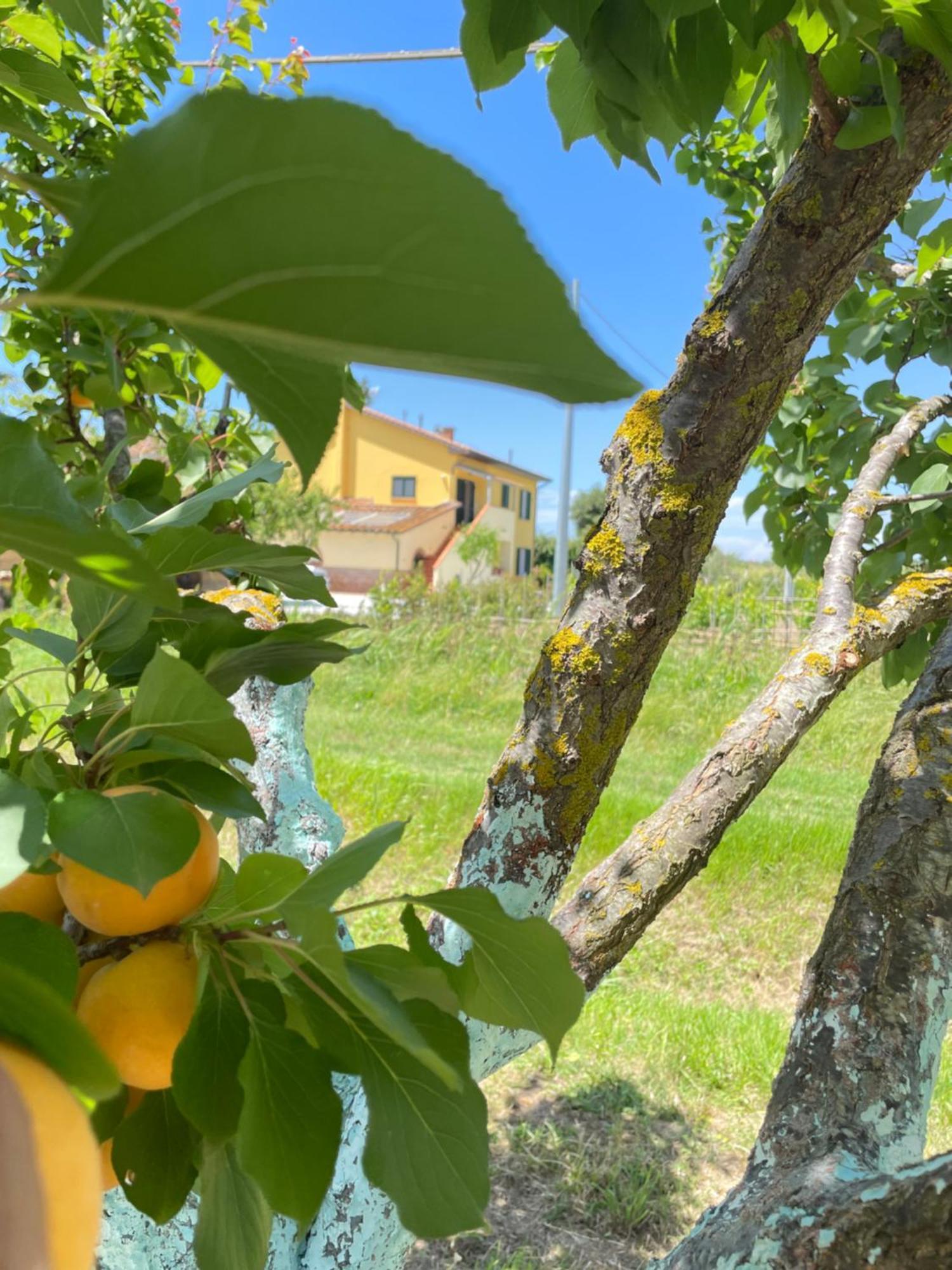 Il Leccio Agriturismo Fiorino 外观 照片