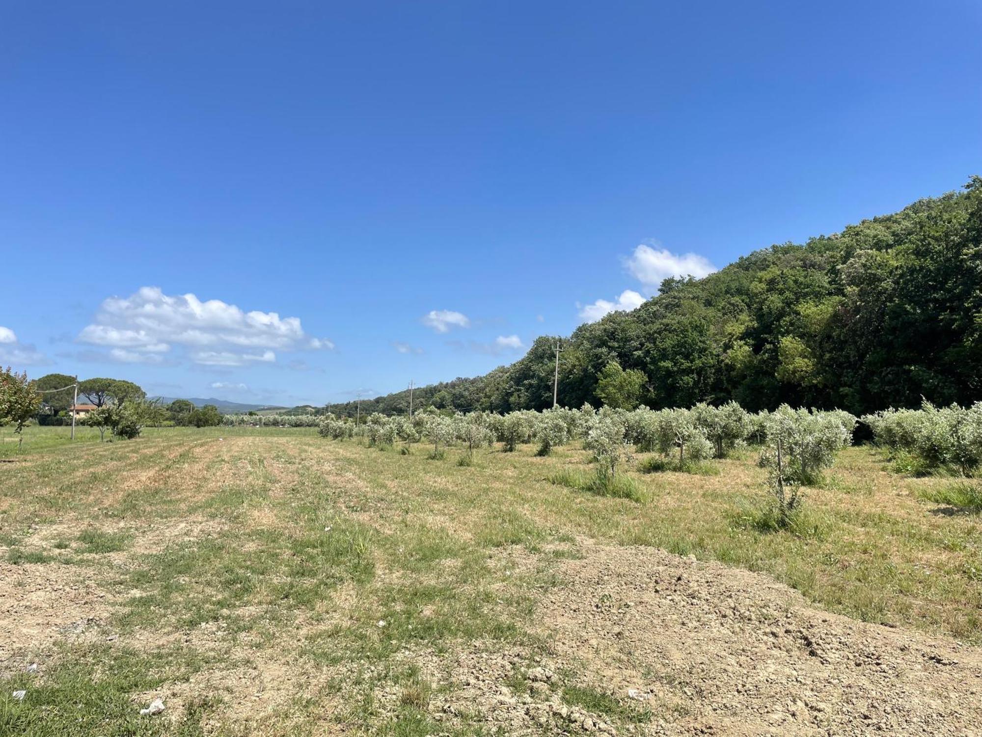 Il Leccio Agriturismo Fiorino 外观 照片